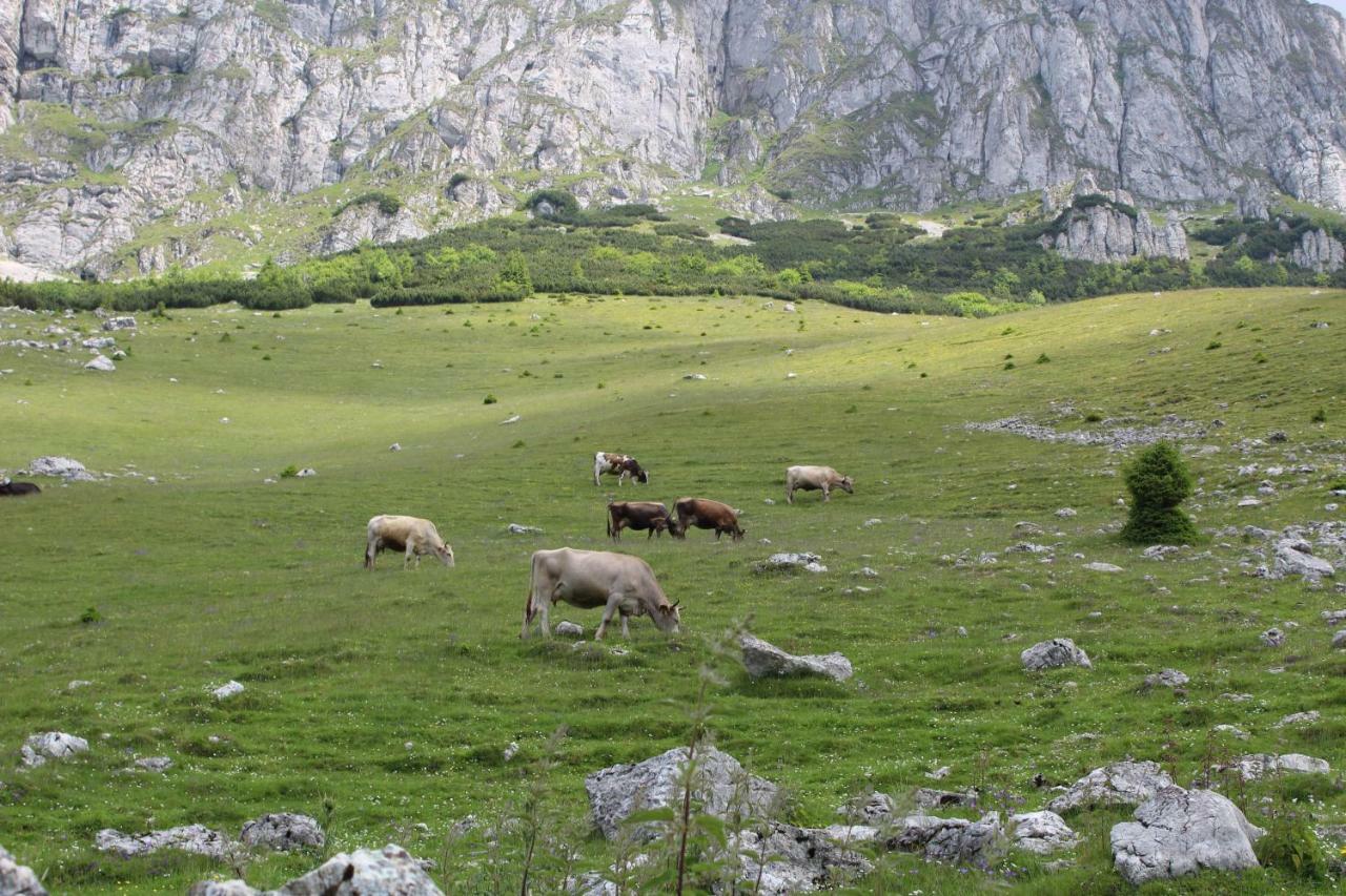 Casuta De Langa Padure Ξενοδοχείο Moeciu De Sus Εξωτερικό φωτογραφία